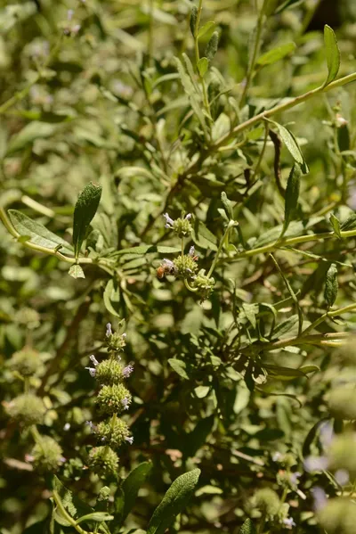 DSC_1630 (Large).JPG